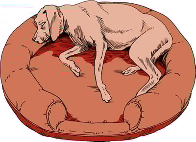 Dog bed