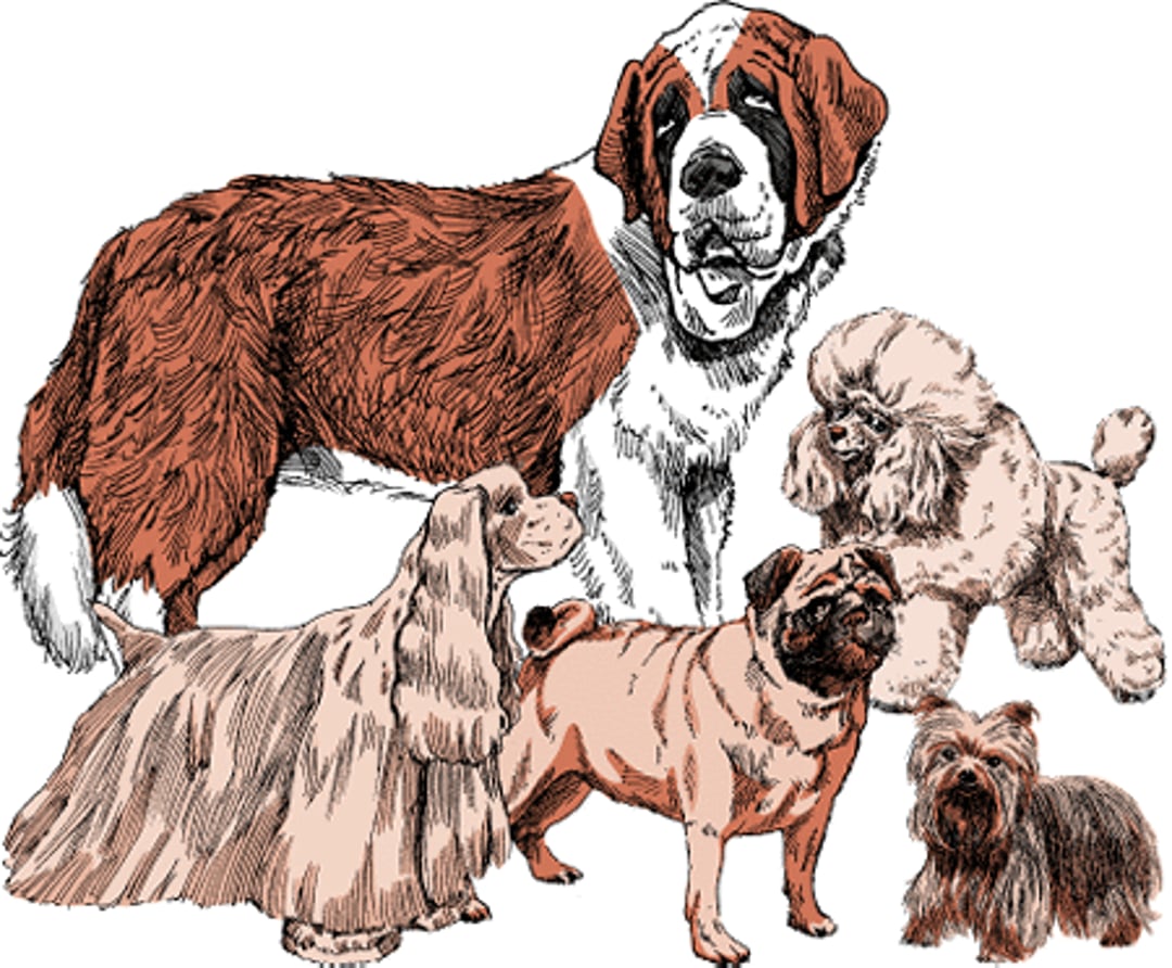 Dog breeds and sizes