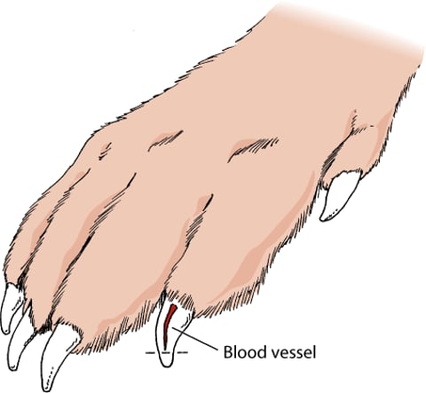 Image:Nails, dog-MSD Veterinary Manual