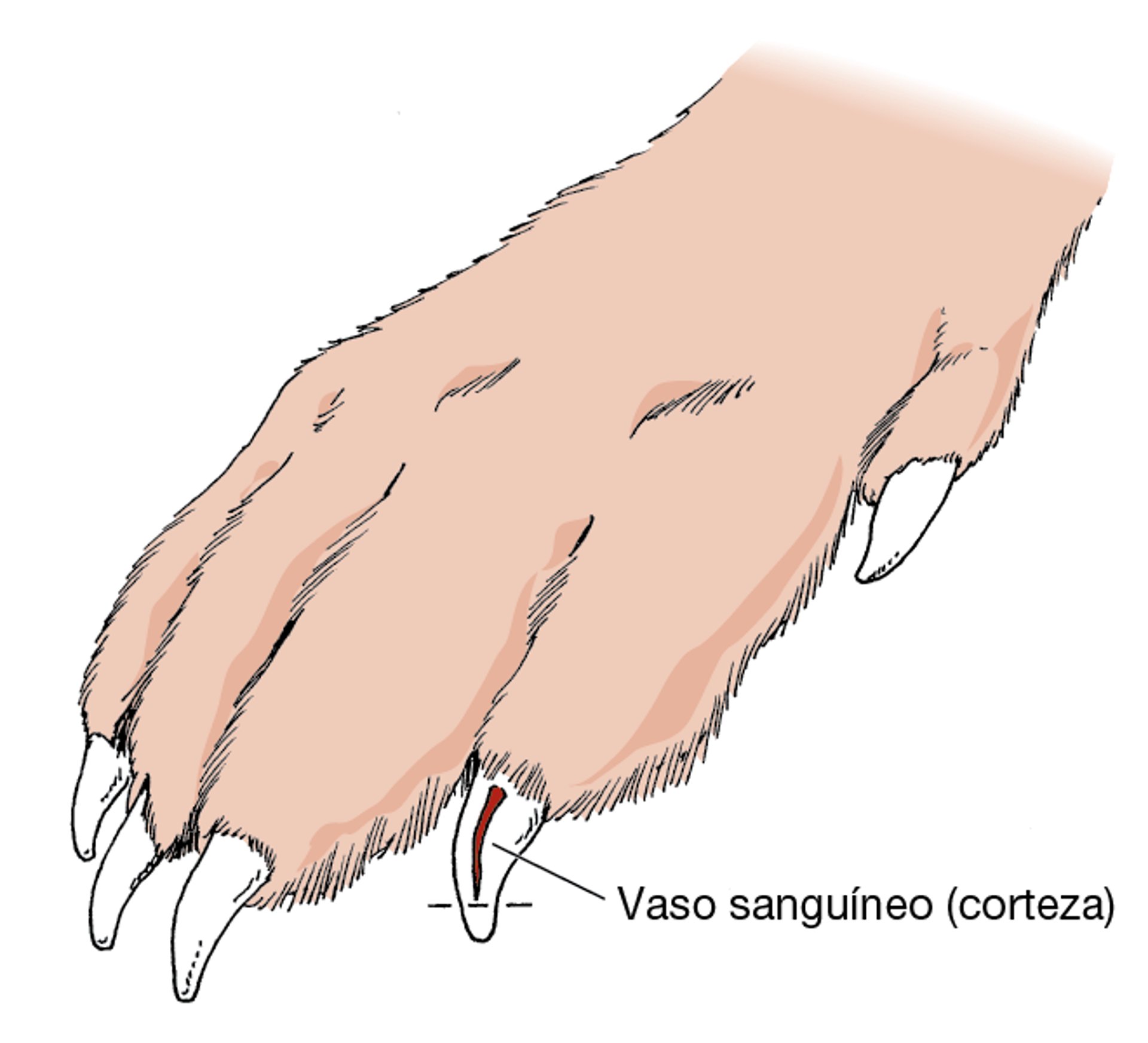 Uñas, perro