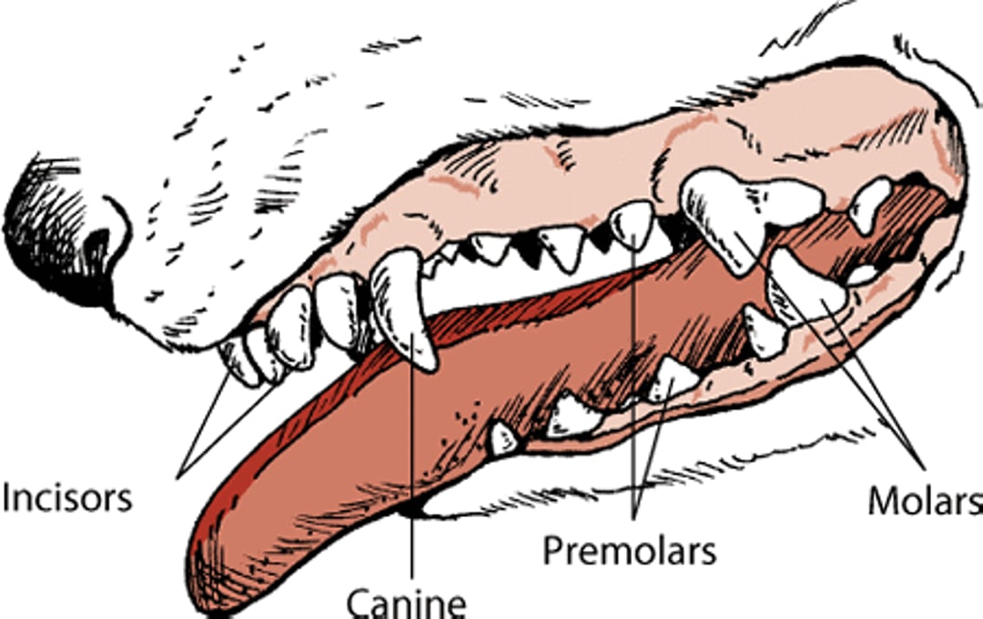 Dog teeth
