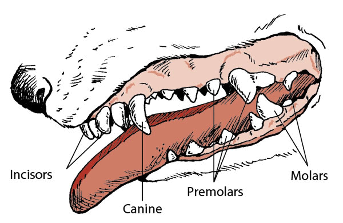 Dog teeth