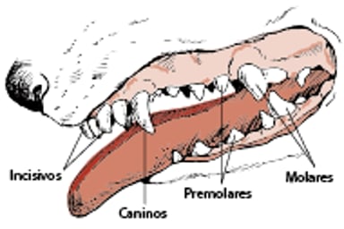 Dientes de perro