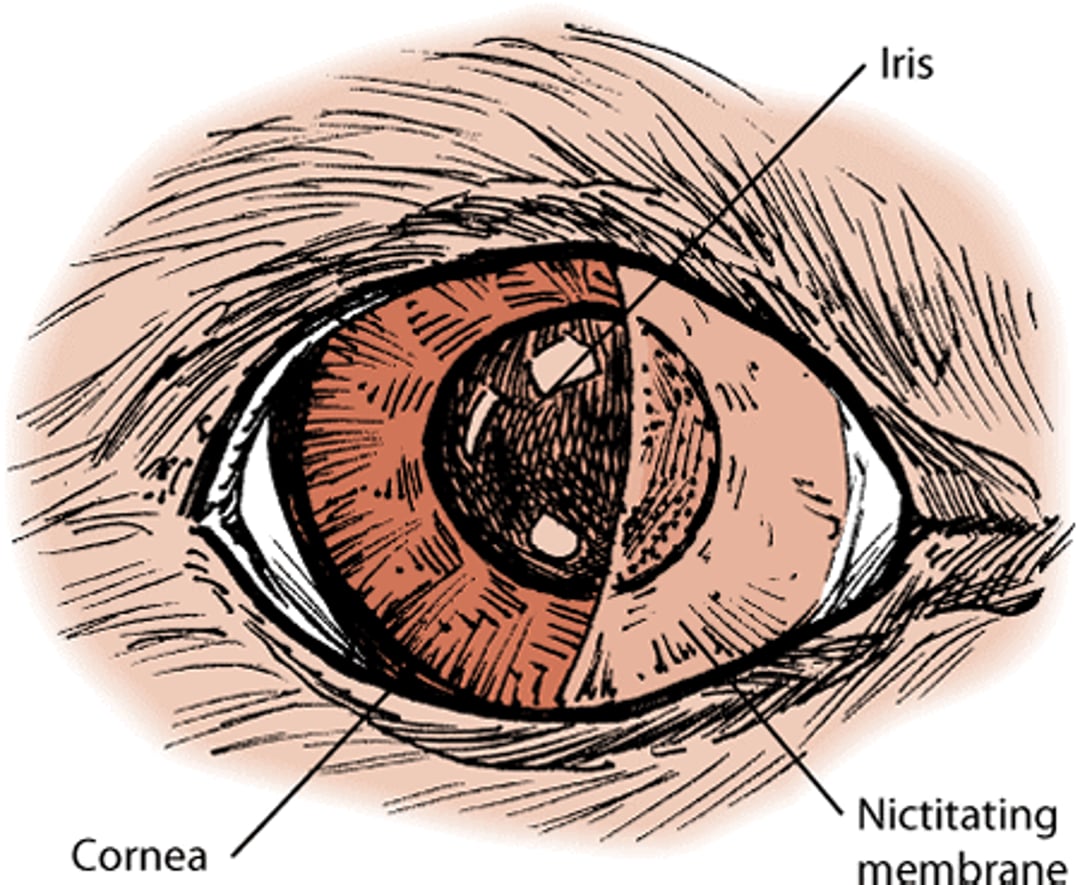 Nictating membrane, dog
