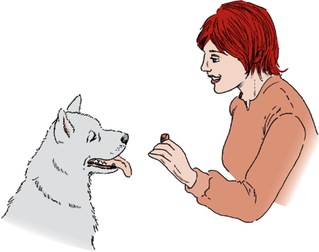 Dar un premio a un perro