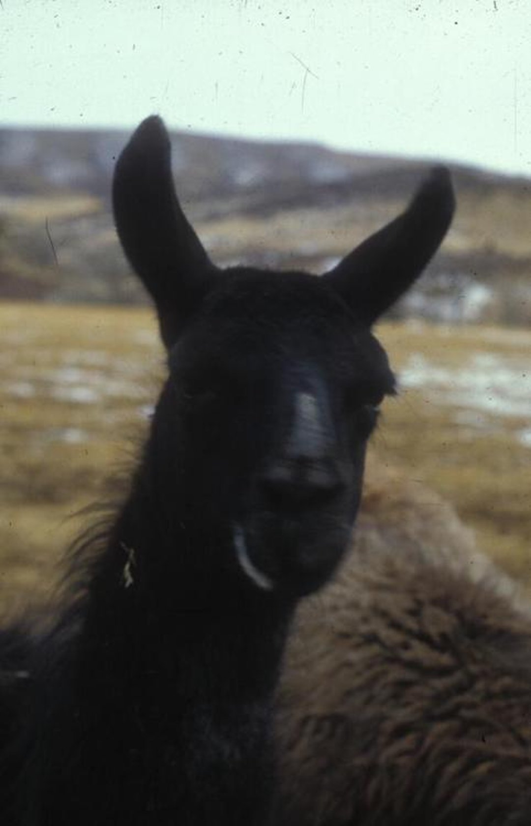 Dorsal nasal alopecia, alpaca