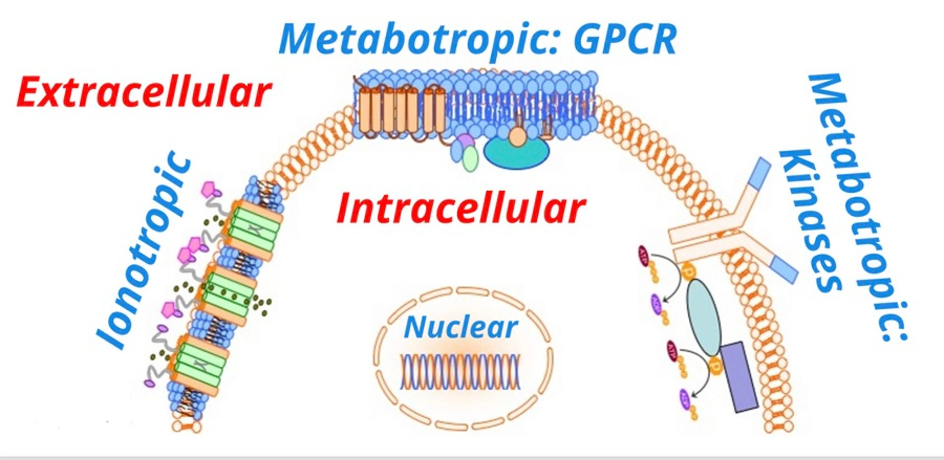 General types of receptor-mediated signal transduction