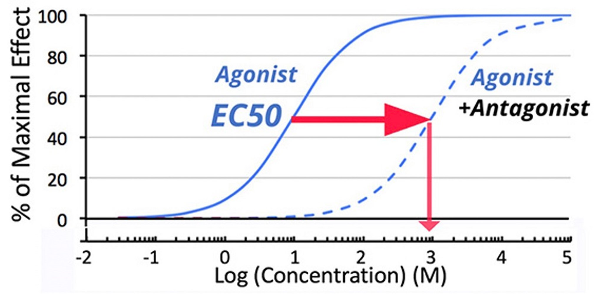 Effect of competitive antagonist on dose-response relationship