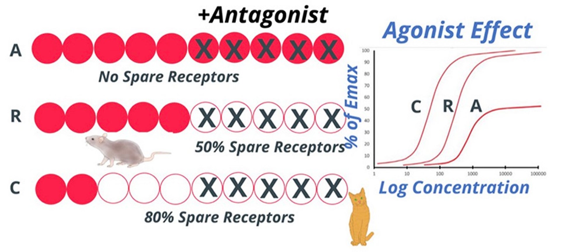 Comparison of spare receptors in different species