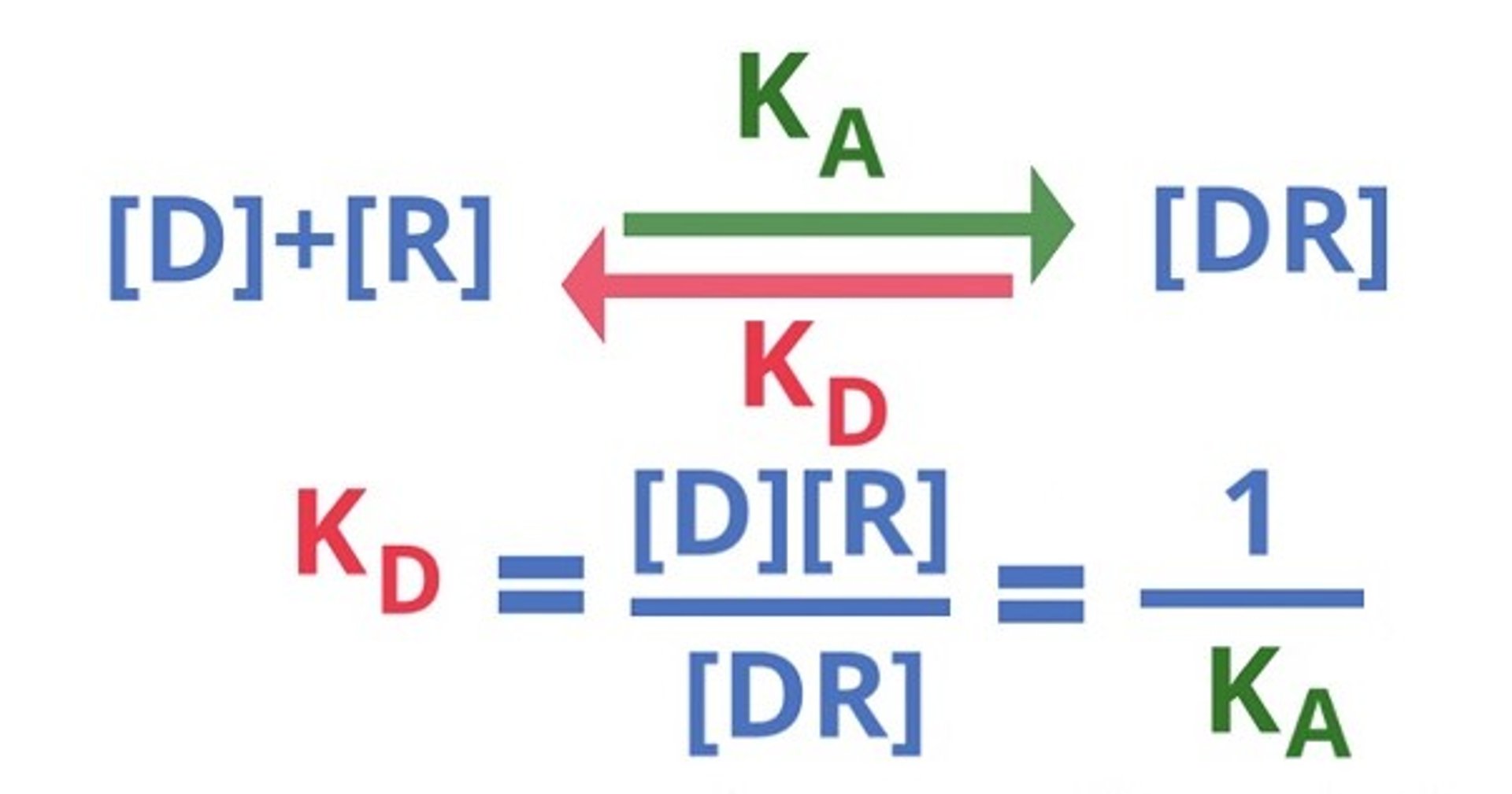 Dynamic equilibrium of drug-receptor interaction