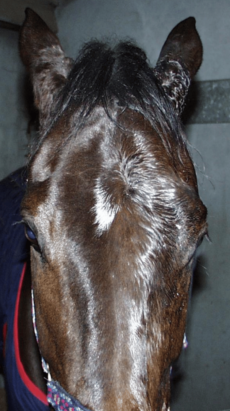Grass sickness after eye drops, horse