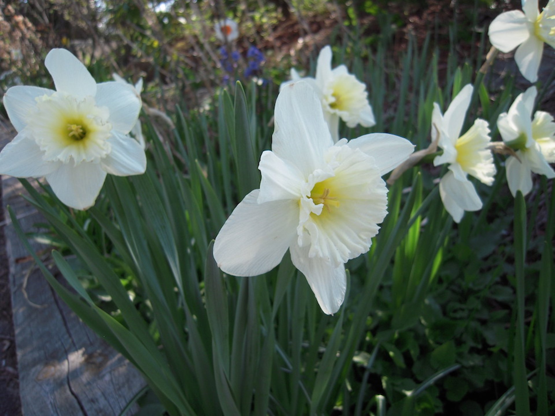 Daffodils, white <i >(Narcissus</i> spp)