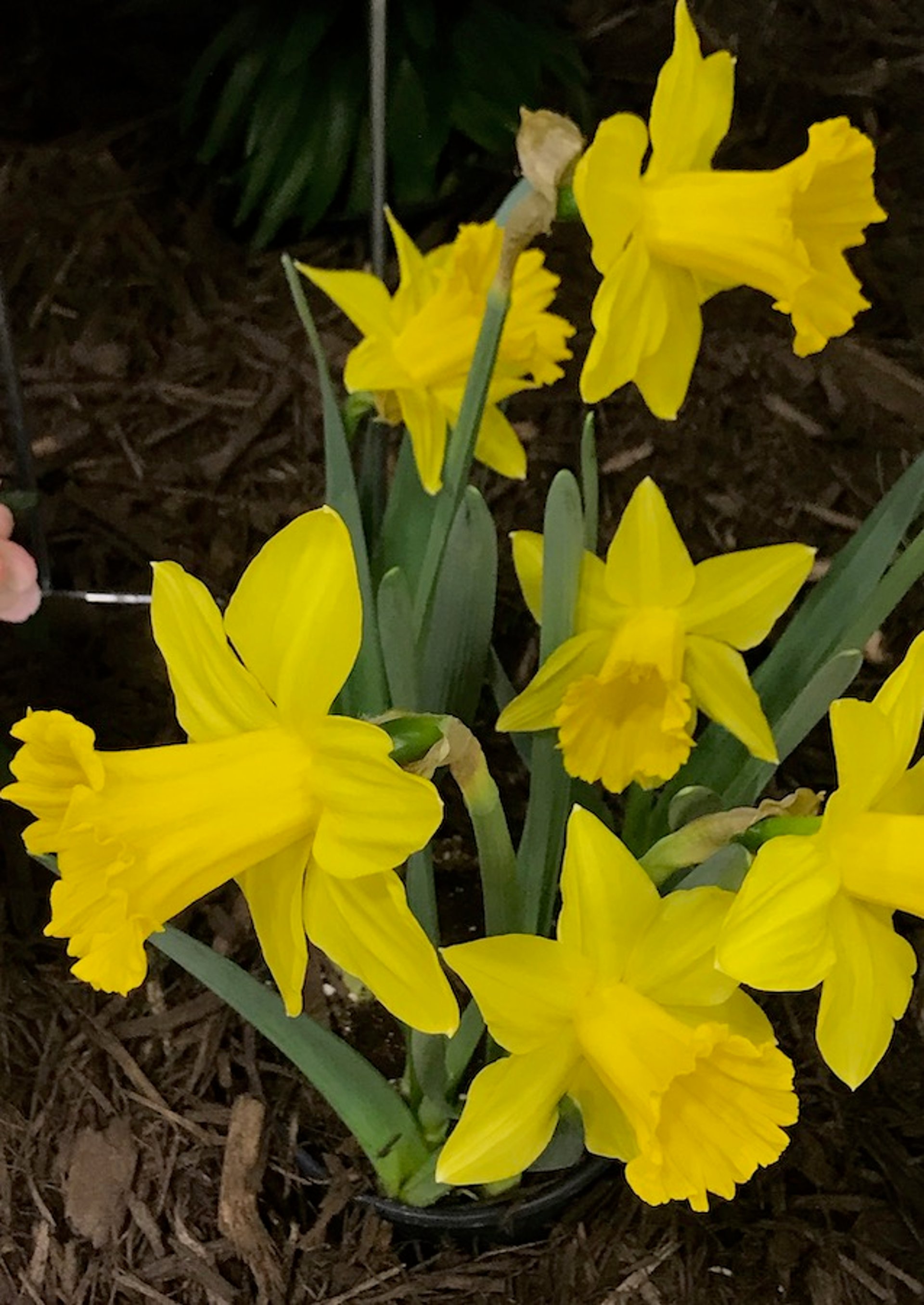 Daffodils <i >(Narcissus</i> spp)