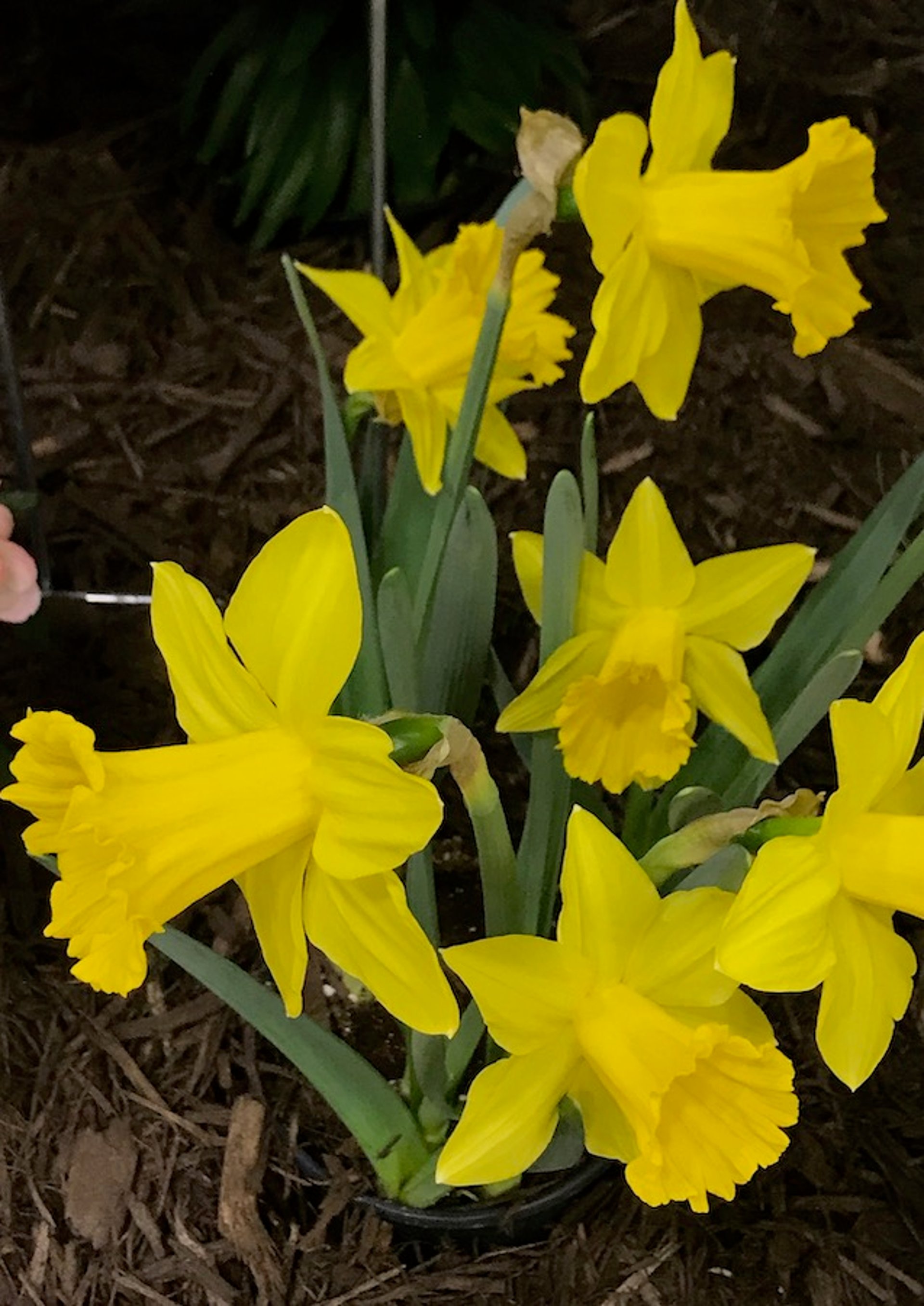 Narcisos (<i >Narcissus</i> spp)