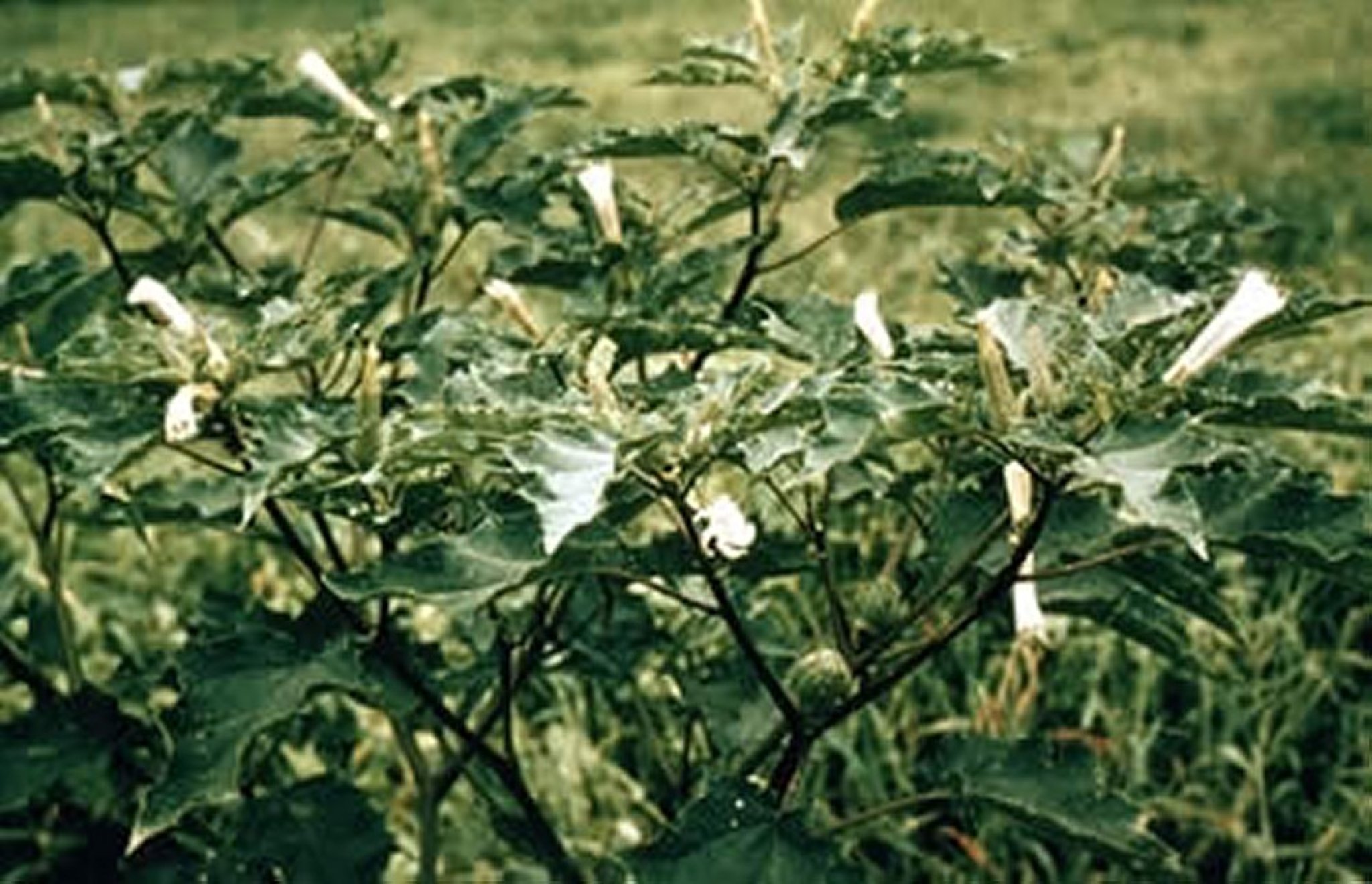 <i >Datura stramonium</i> (Jimson Weed, Thorn Apple)