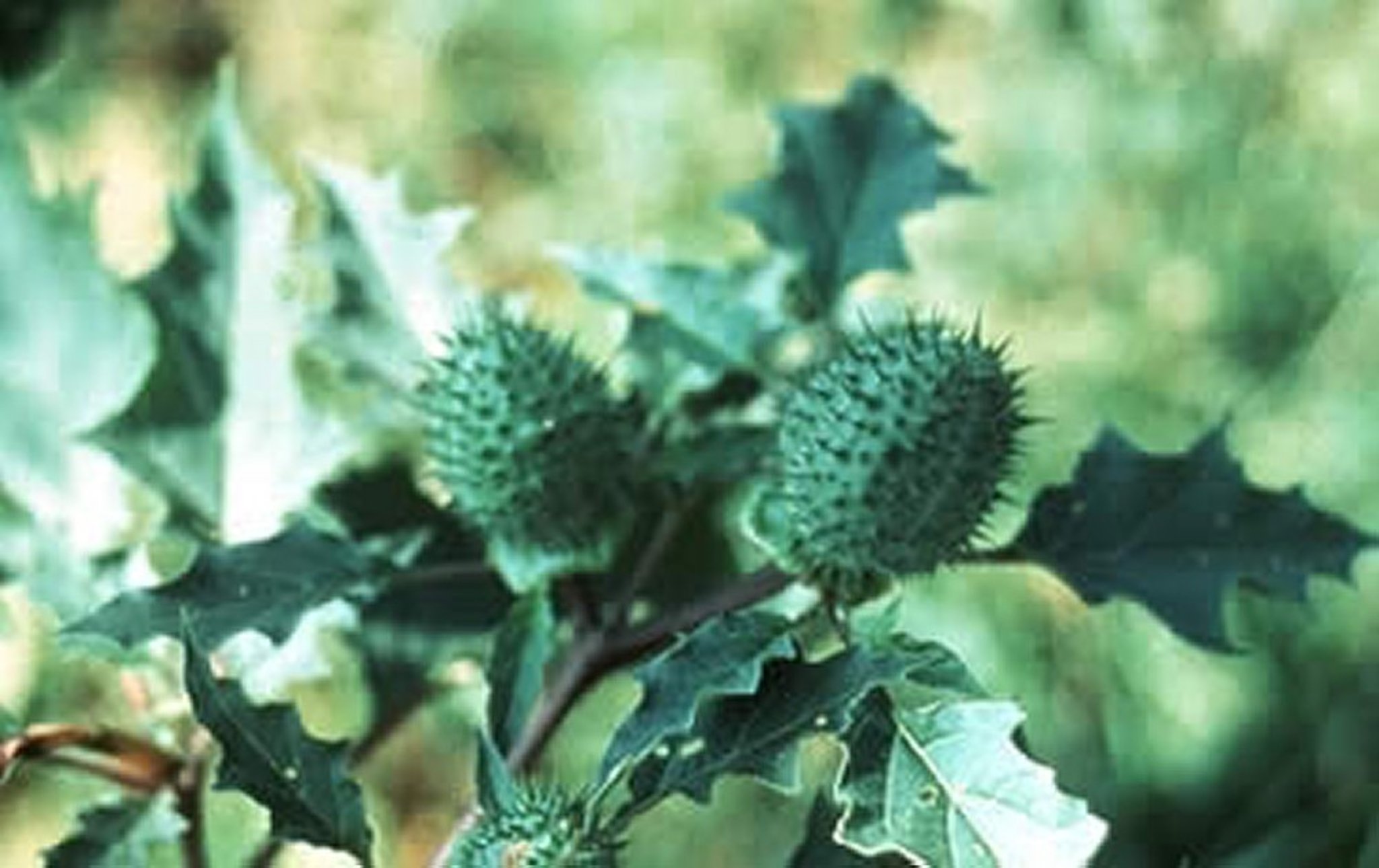 <i >Datura stramonium</i> (estramonio, chamico), cuerpo fructífero
