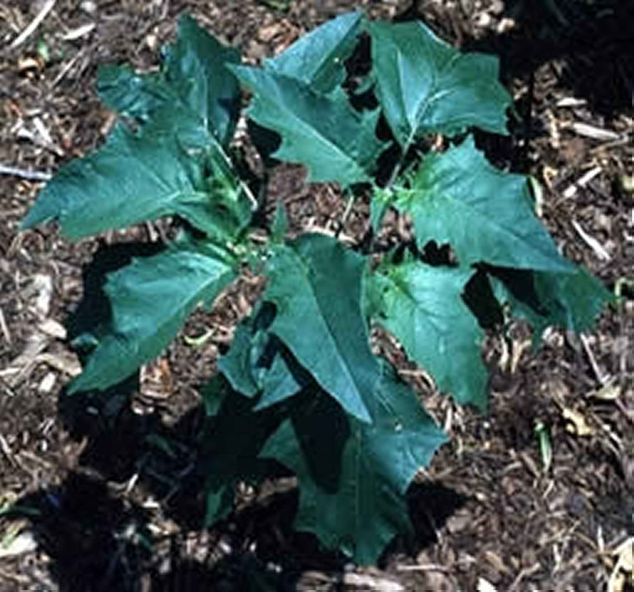<i >Datura stramonium</i> (estramonio, chamico), planta joven