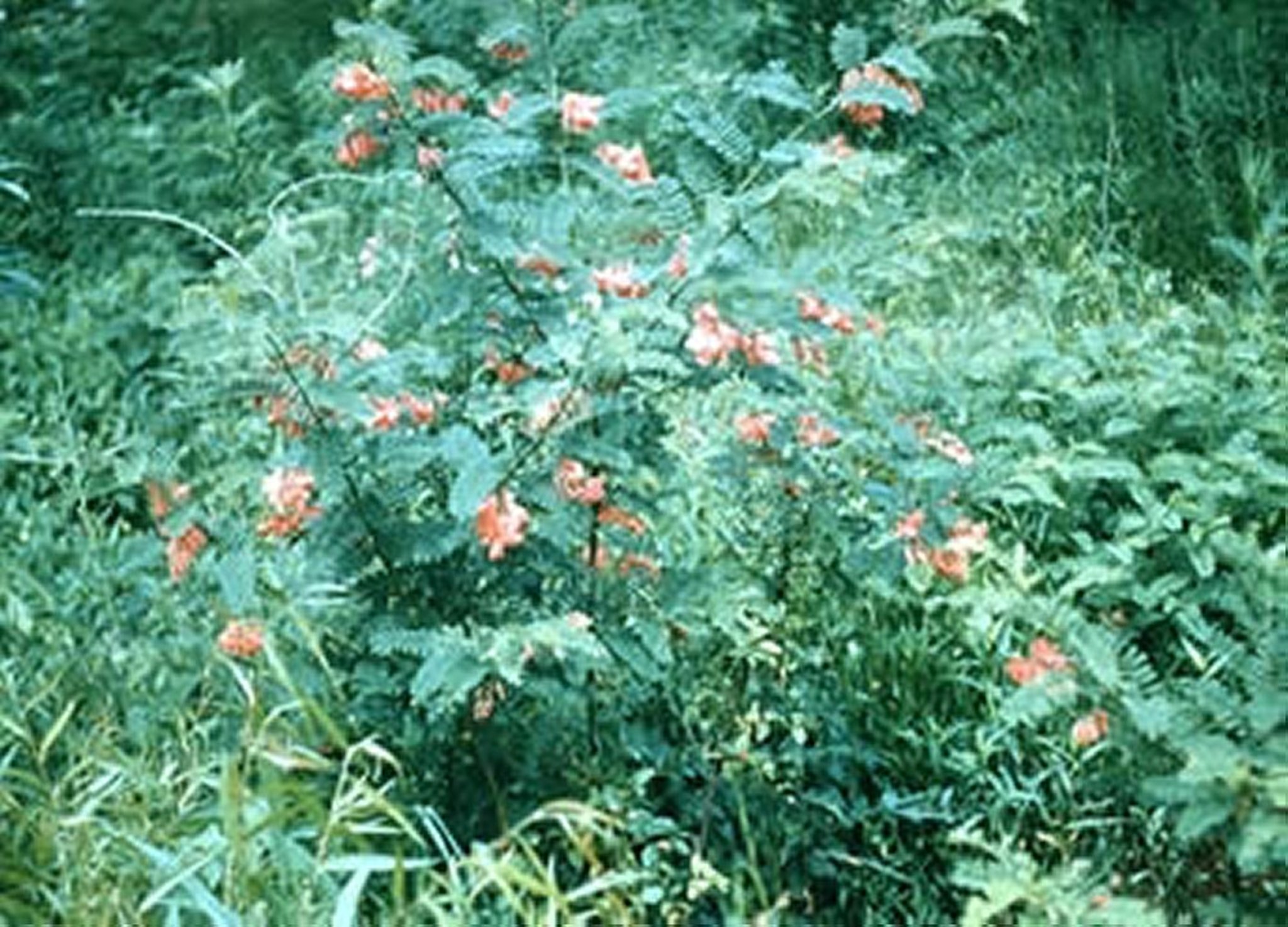 <i >Sesbania (</i><i >Daubentonia</i>) <i >punicea</i> (Rattlebox, Purple Sesbane)