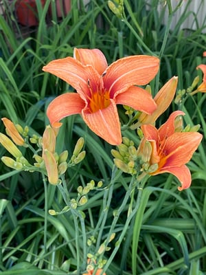 Lirio de día con brotes (Lilium spp)