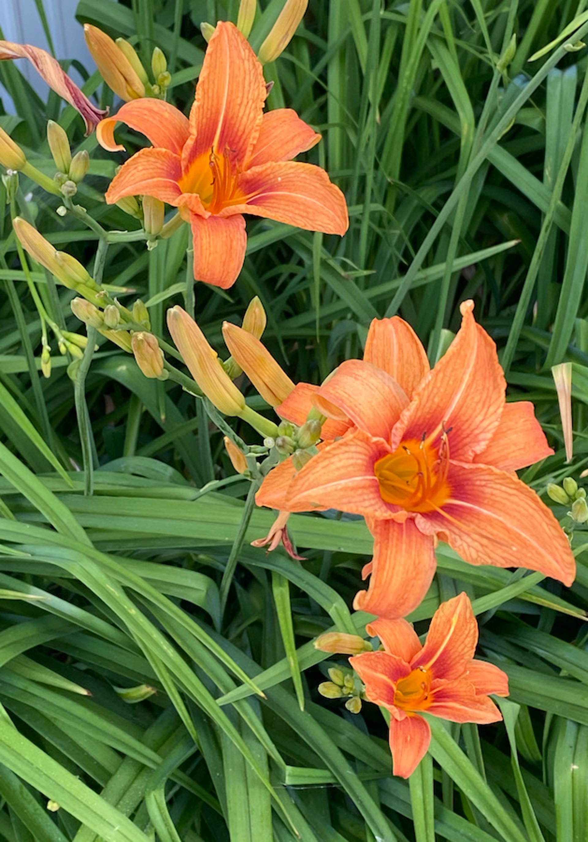 Daylily (<i >Lilium</i> spp)