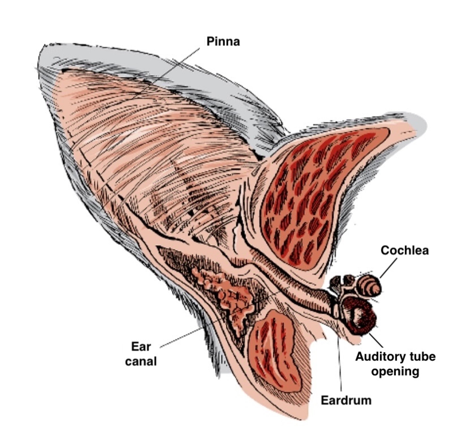 Inside a cat's ear