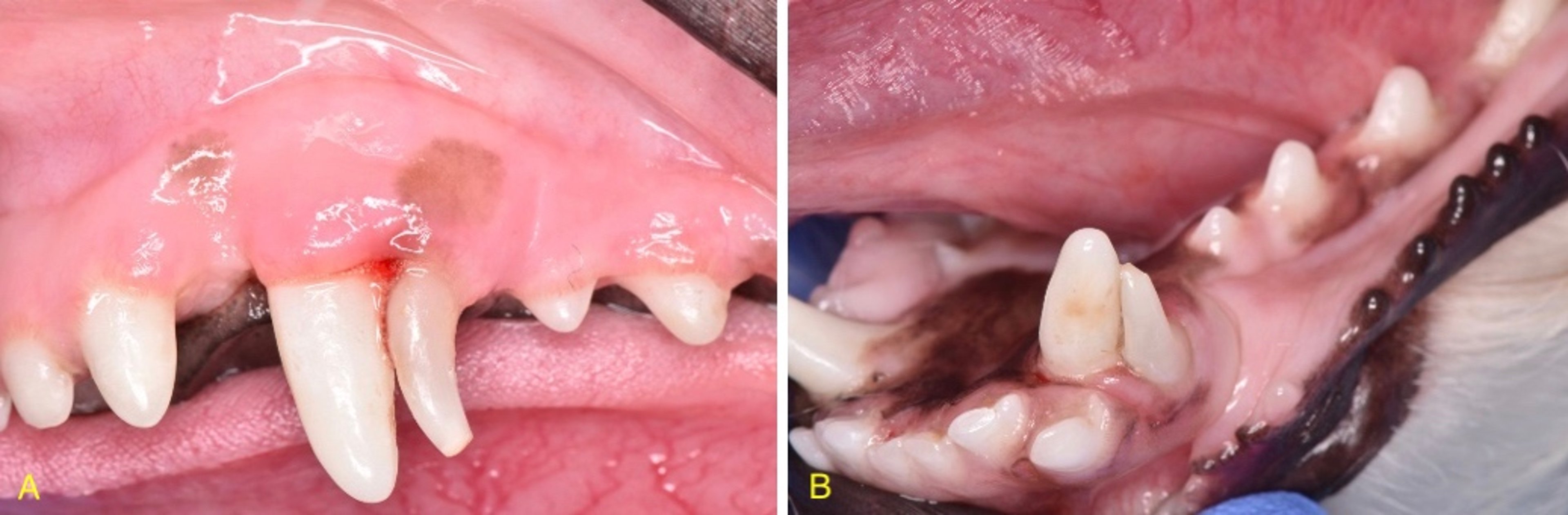 Dientes de leche, perro
