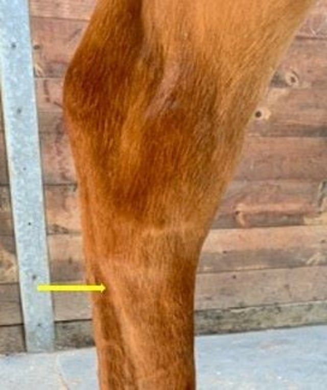 Deep branch lateral plantar nerve block, horse