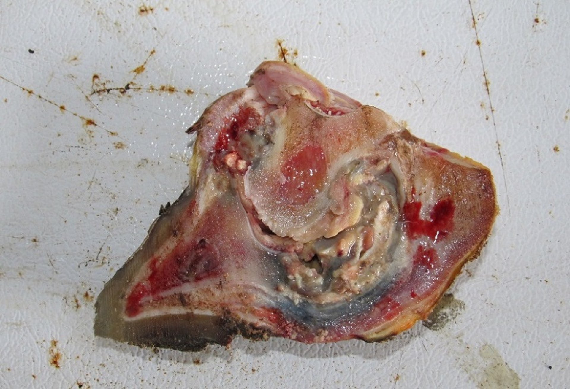 Post-mortem image, deep digital sepsis, cow