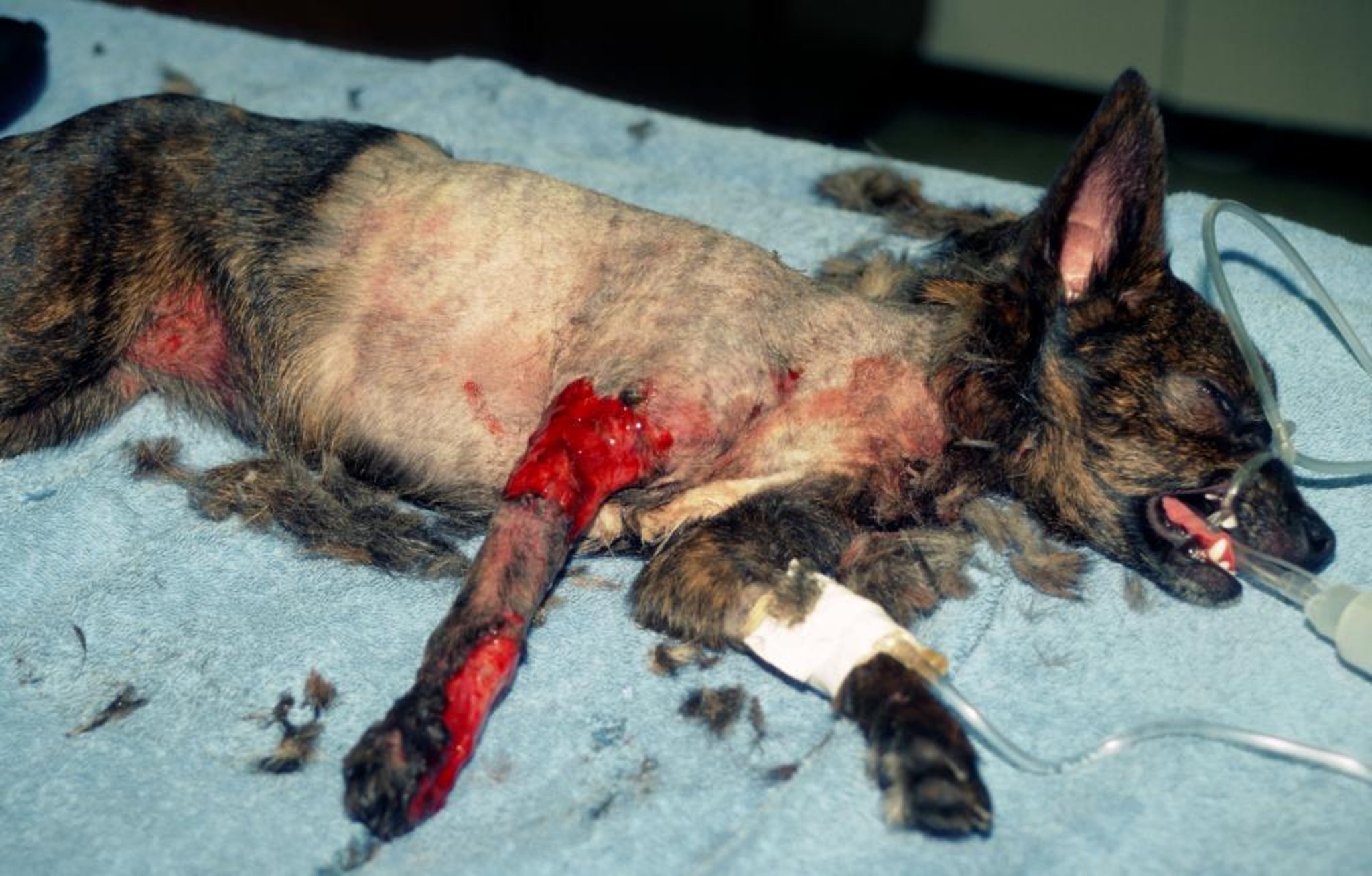 Degloving injury, dog