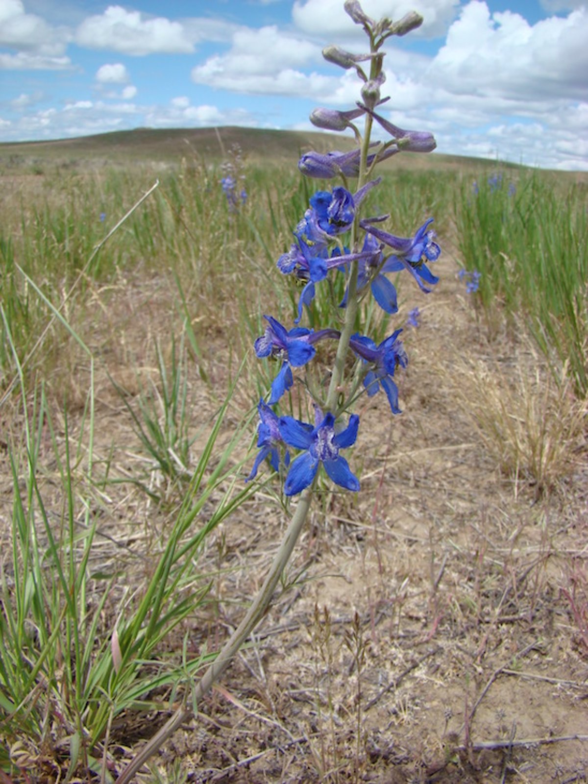 <i >Delphinium andersonii</i> (espuela de caballero de dos lóbulos)