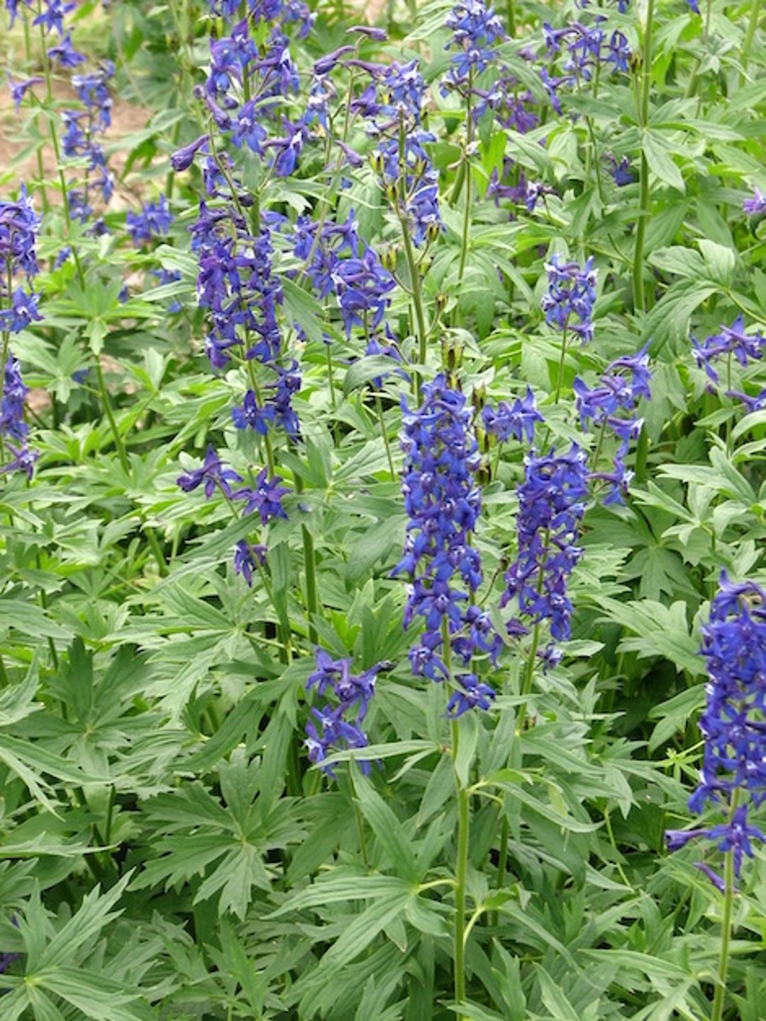 <i >Delphinium occidentale</i> (espuela de caballero occidental)