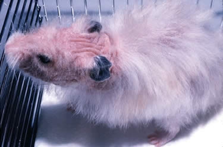 <i >Demodex</i> infection, hamster, gross lesions