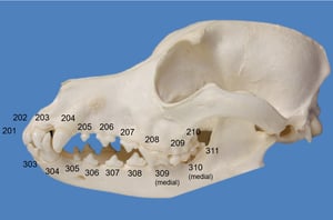 Dentición, perro