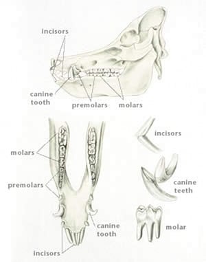 Dentición, cerdo