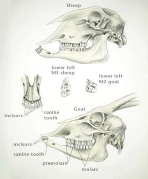 Dentición, pequeños rumiantes