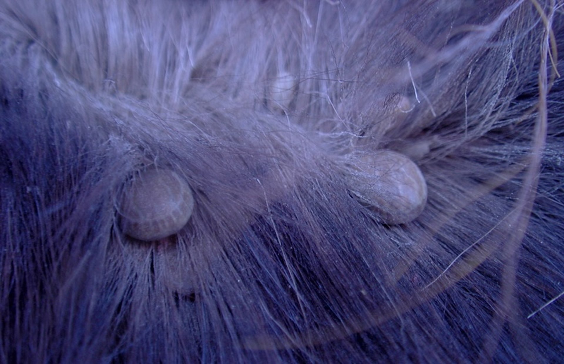 <i >Dermacentor albipictus</i>