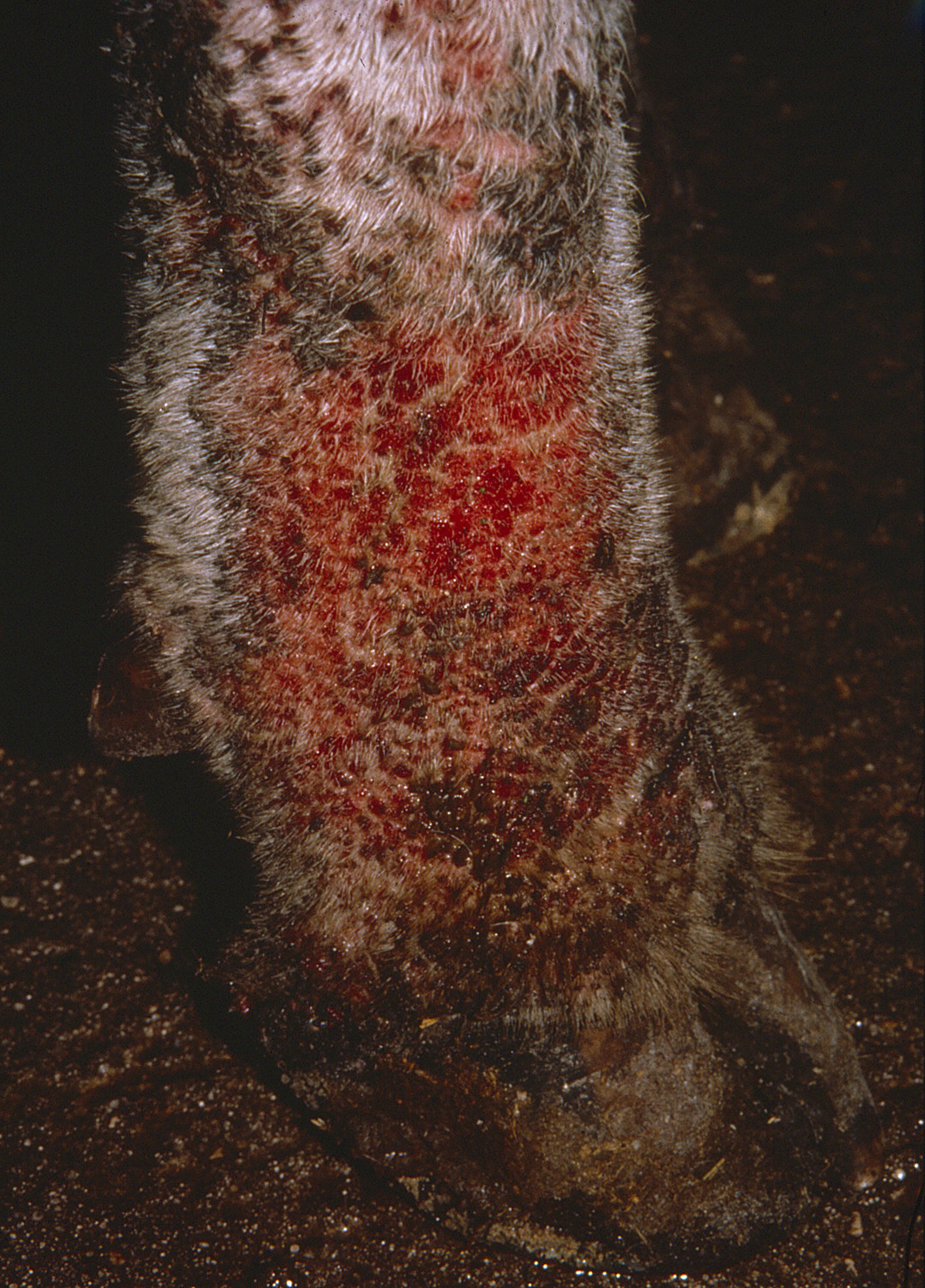 Dermatofilosis, vaca