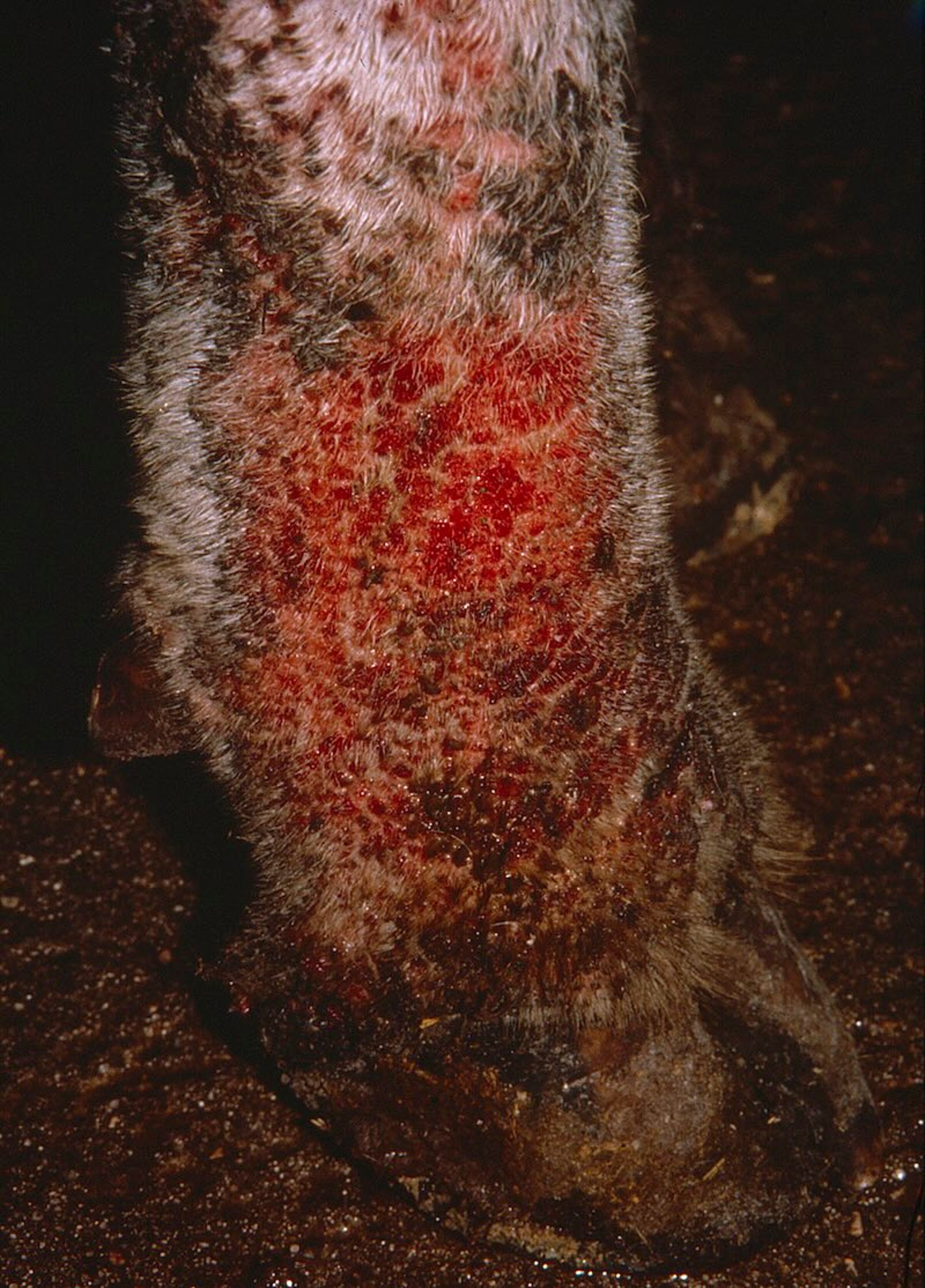 Dermatofilosis, lesiones, vaca