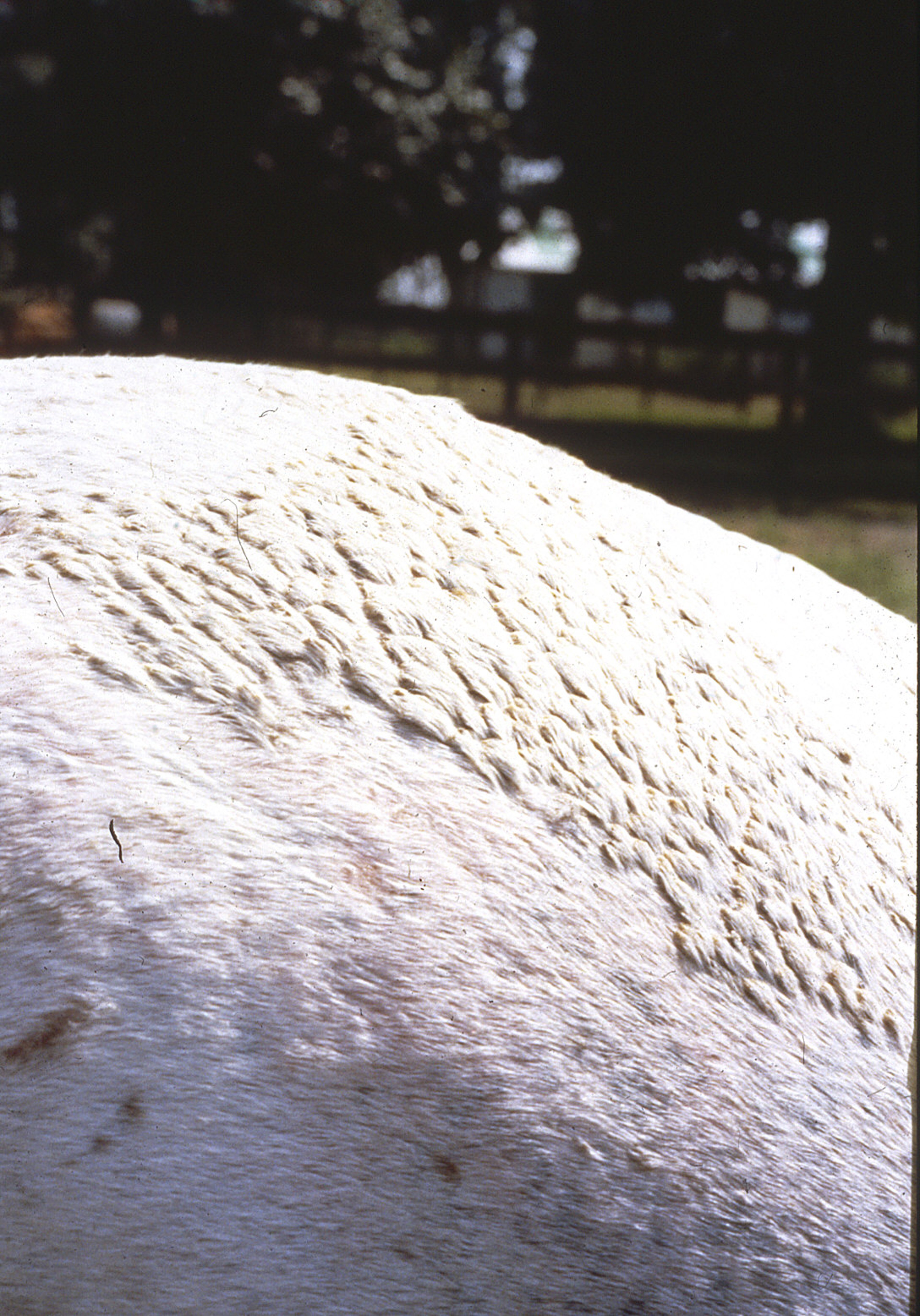Dermatofilosis, caballo