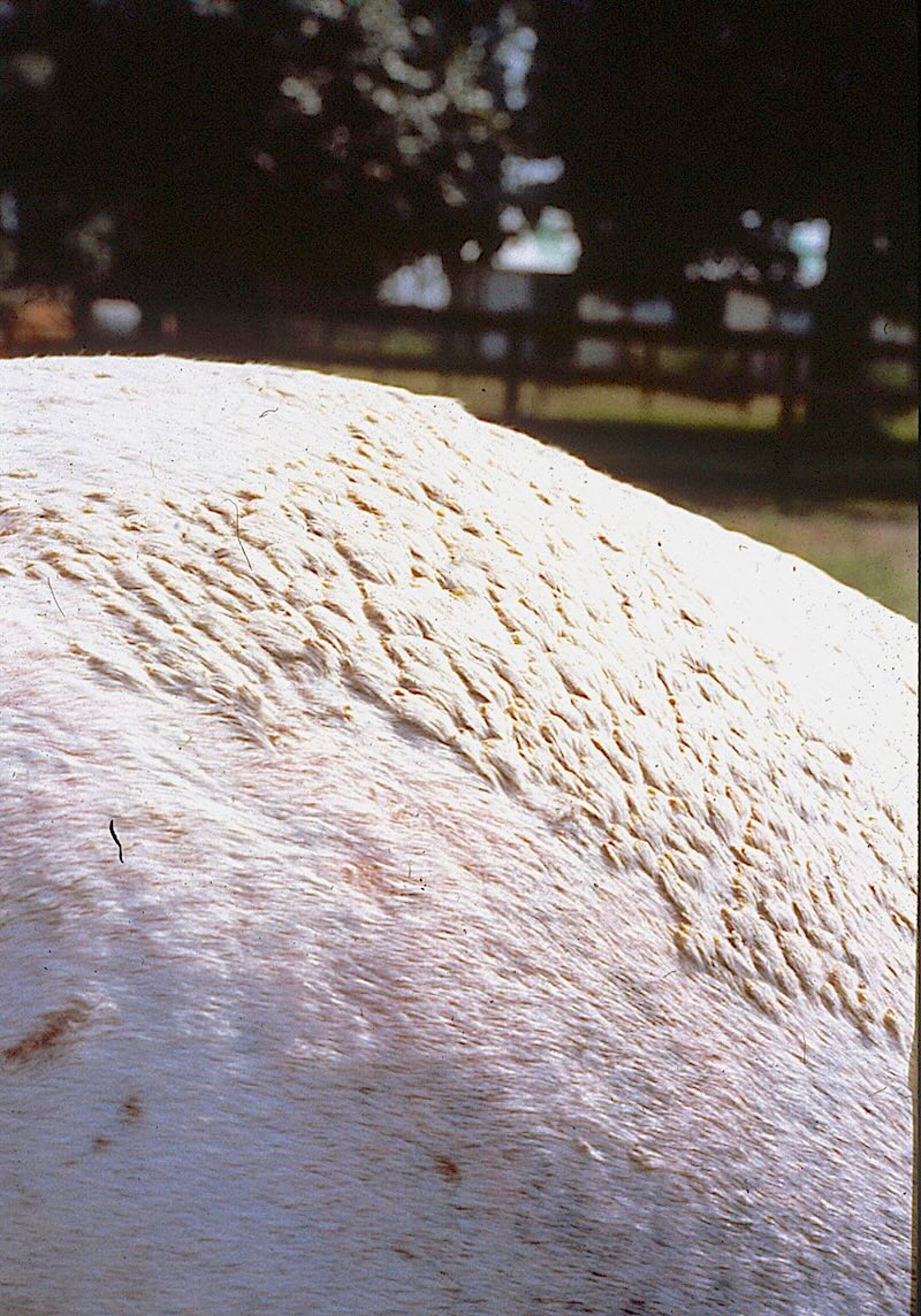 Dermatofilosis, caballo