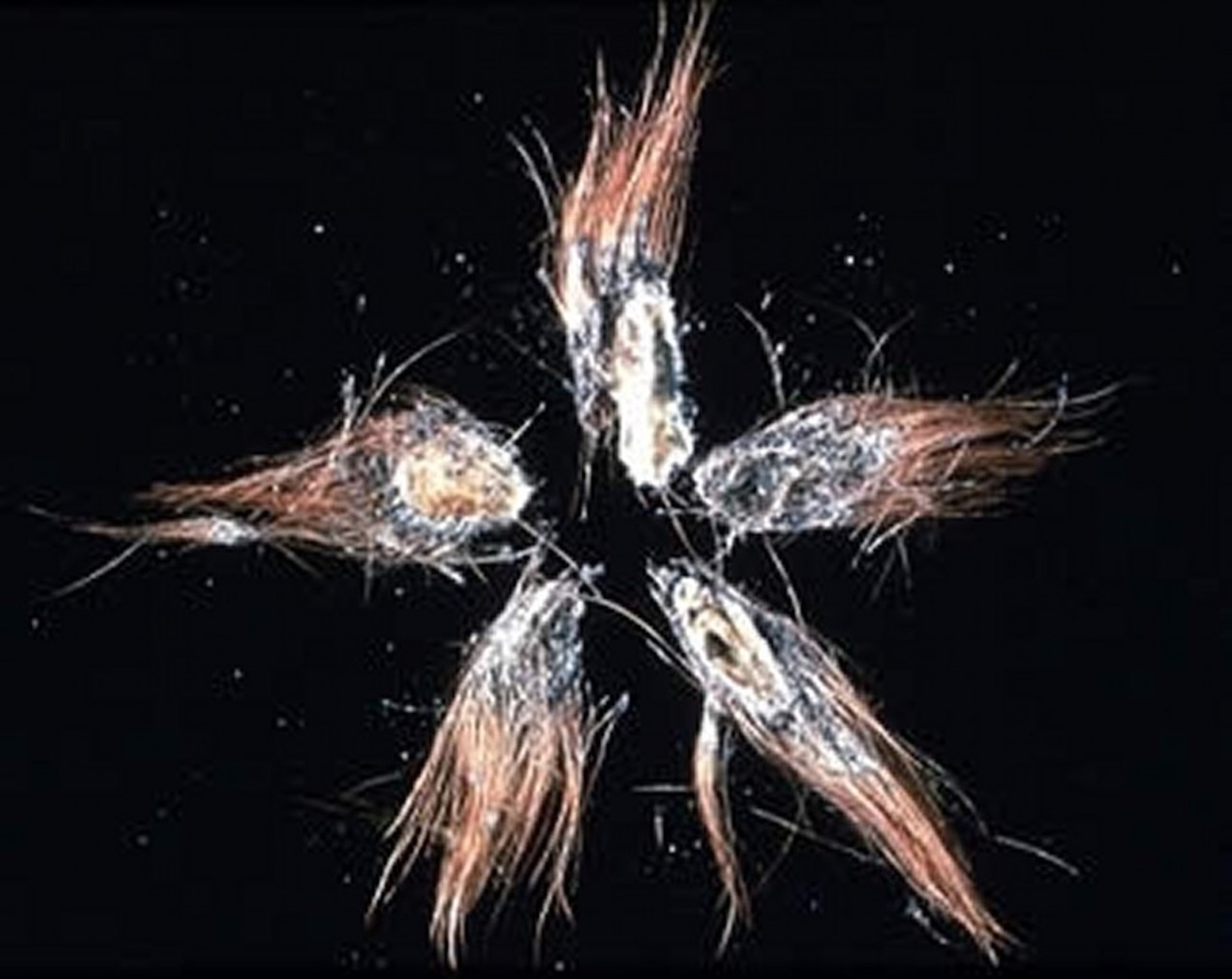 Dermatophilosis, paintbrush lesions, horse