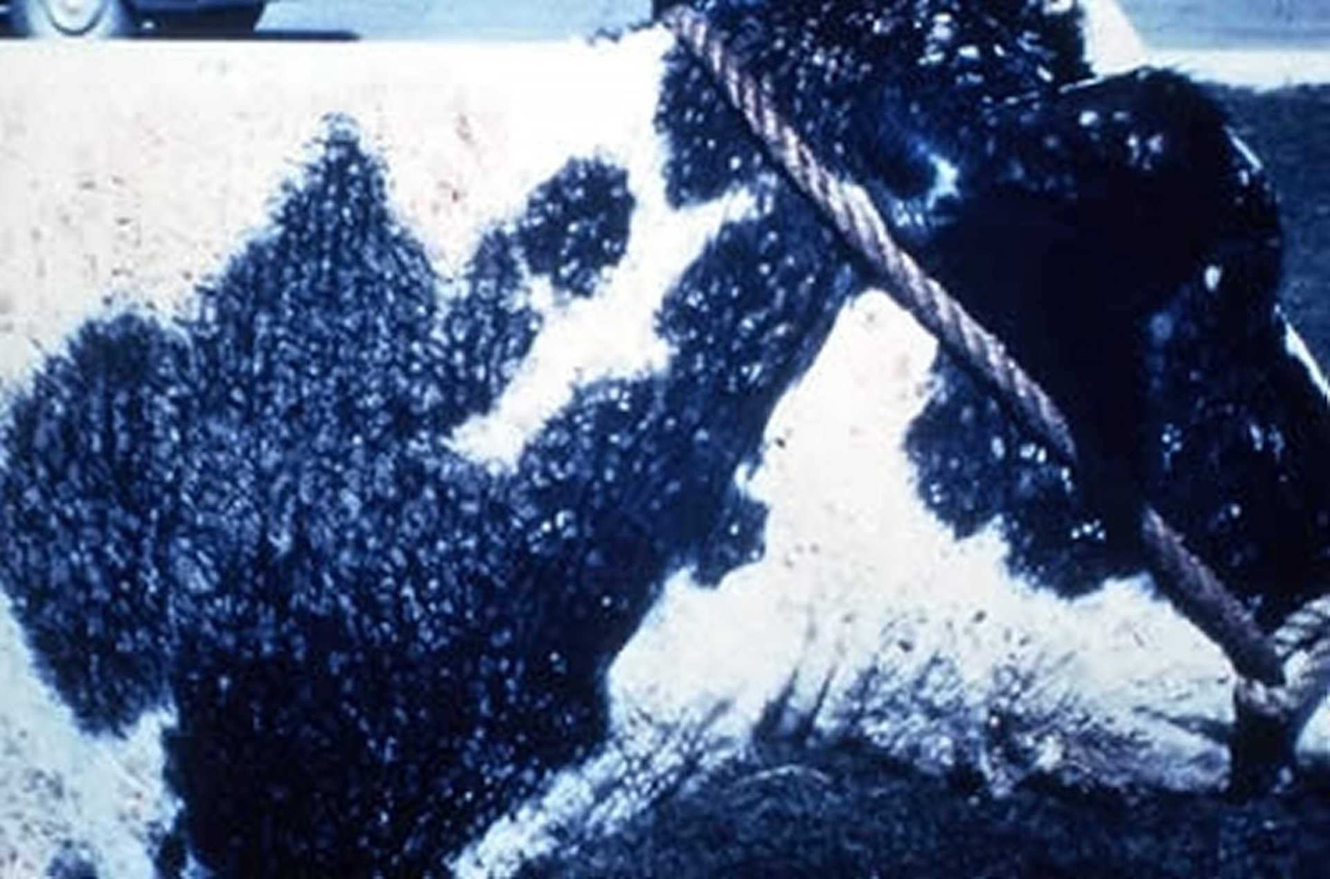 <i >Dermatophilus congolensis</i> infection, cow