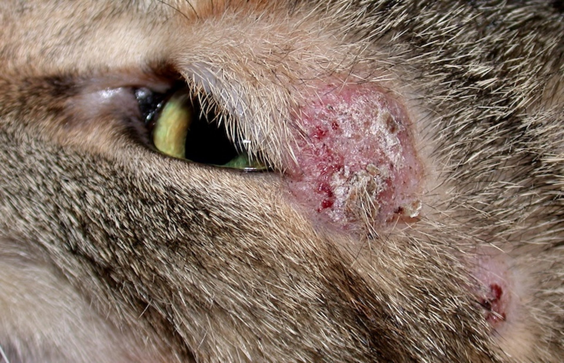Dermatofitosis, caída de pelo, gato