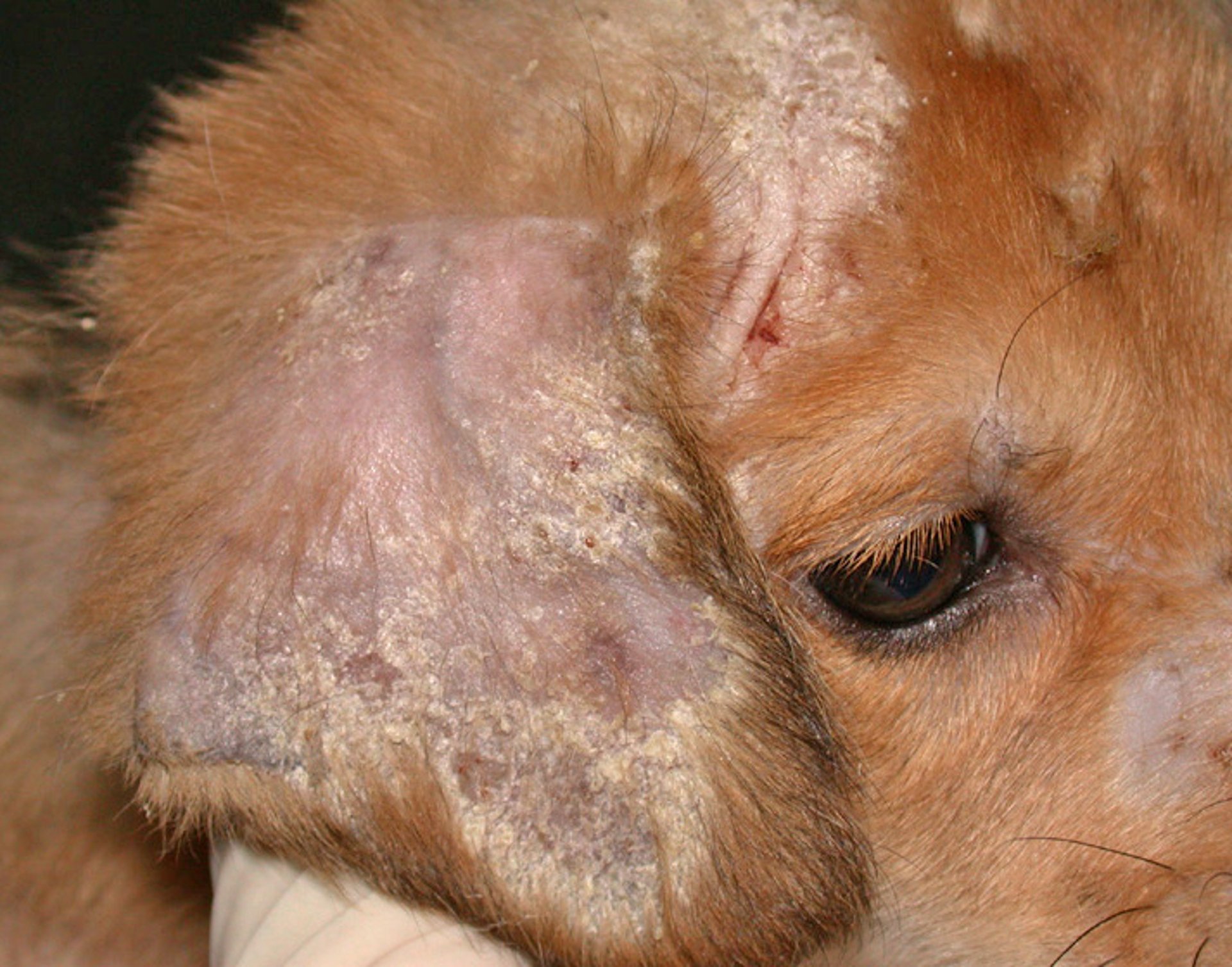 Dermatofitosis, caída de pelo, cachorro