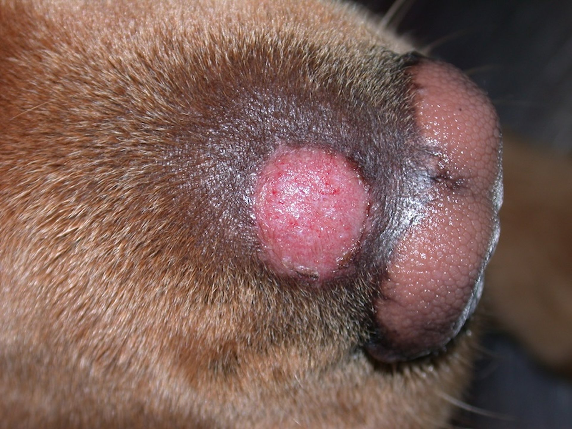 Dermatofitosis, lesiones nodulares, perro