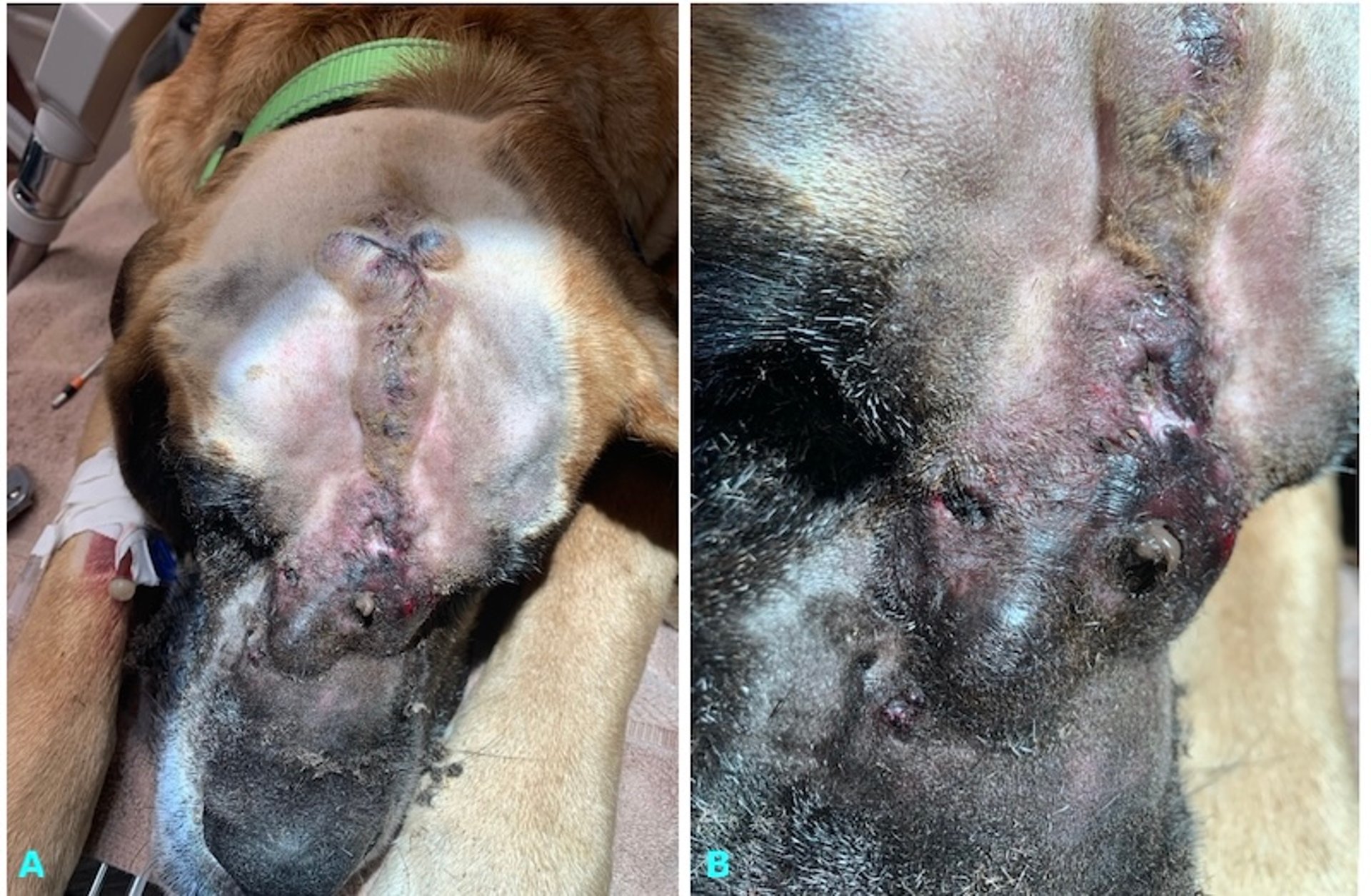 Dermoid sinus, dog