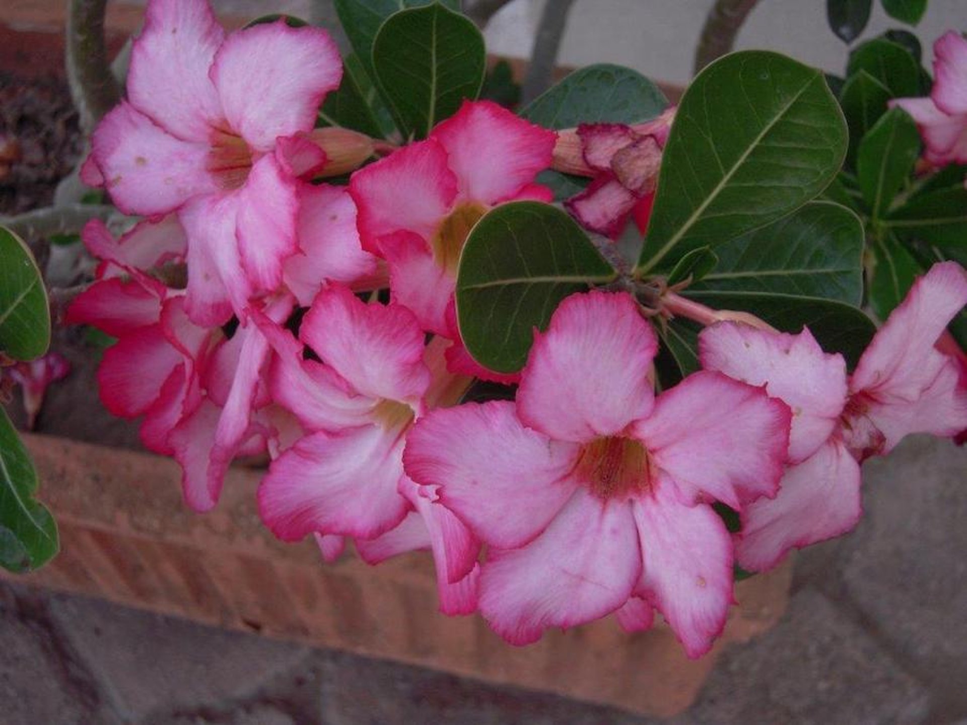 Rosa del desierto (<i >Adenium obesum</i>)