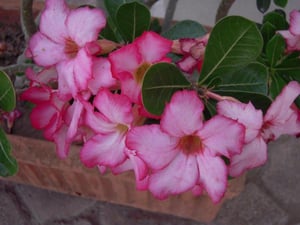 Rosa del desierto (Adenium obesum)