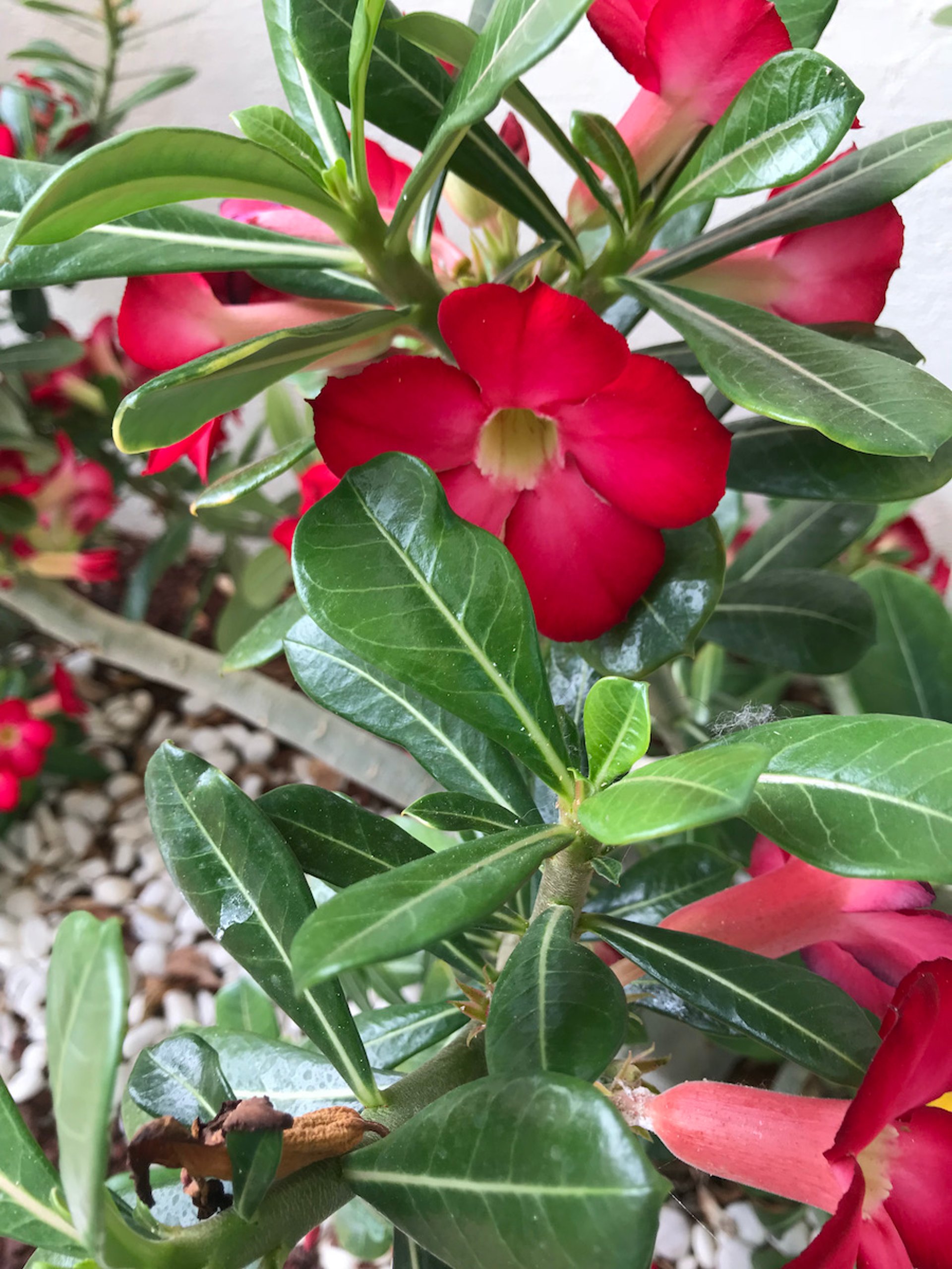 Desert rose, red (<i >Adenium obesum</i>)