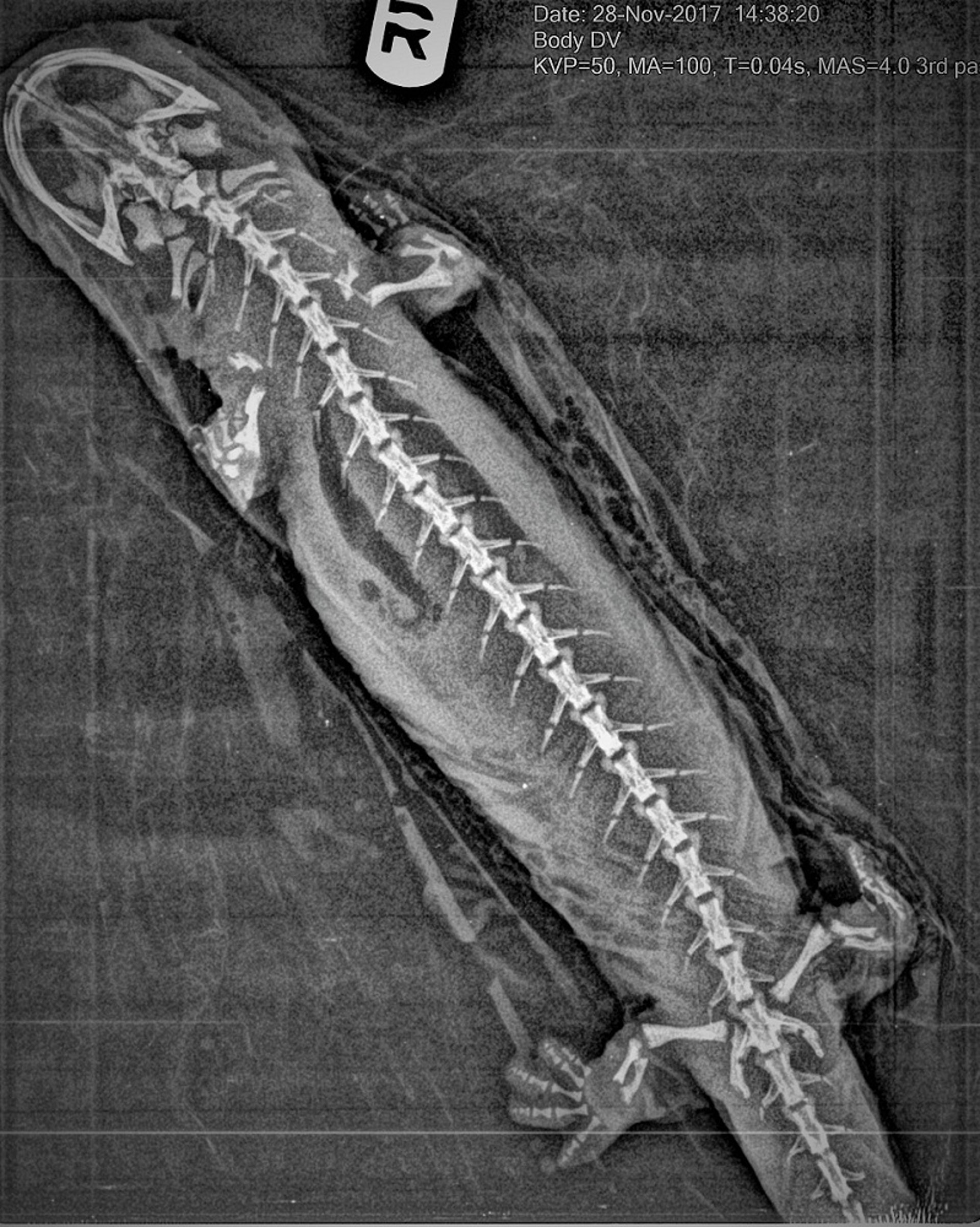 Diagnóstico por imagen, <i >Cryptobranchus alleganiensis</i>